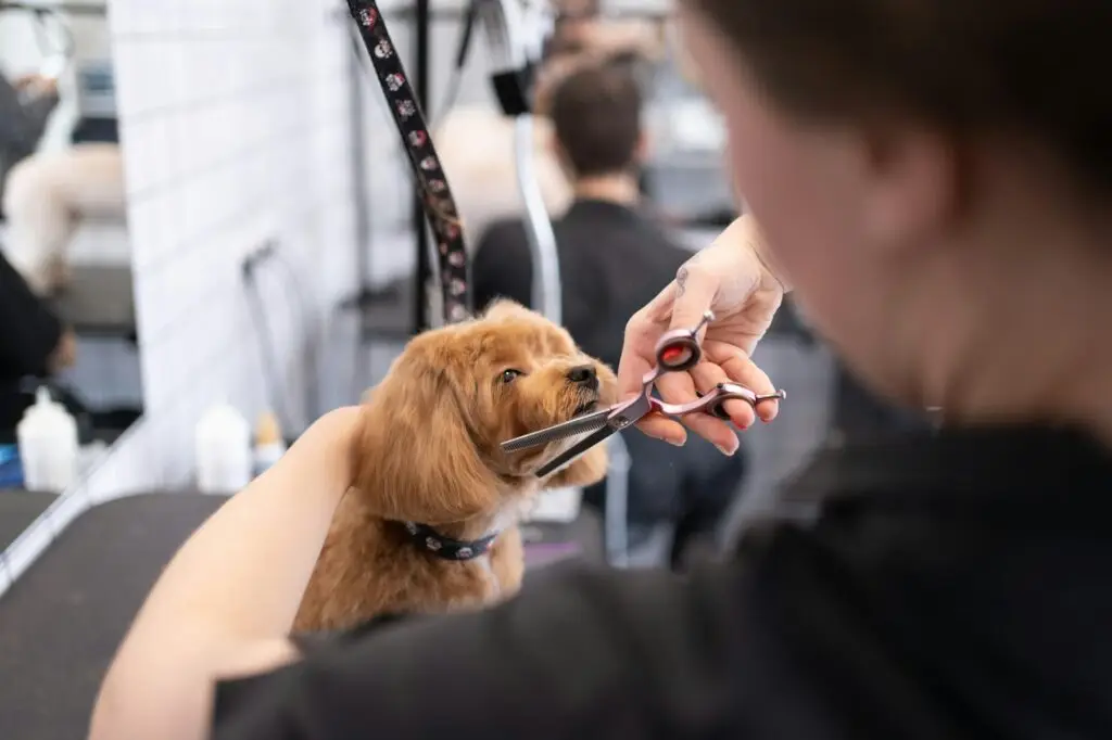 Kedi ve Köpekler İçin Traş Rehberi