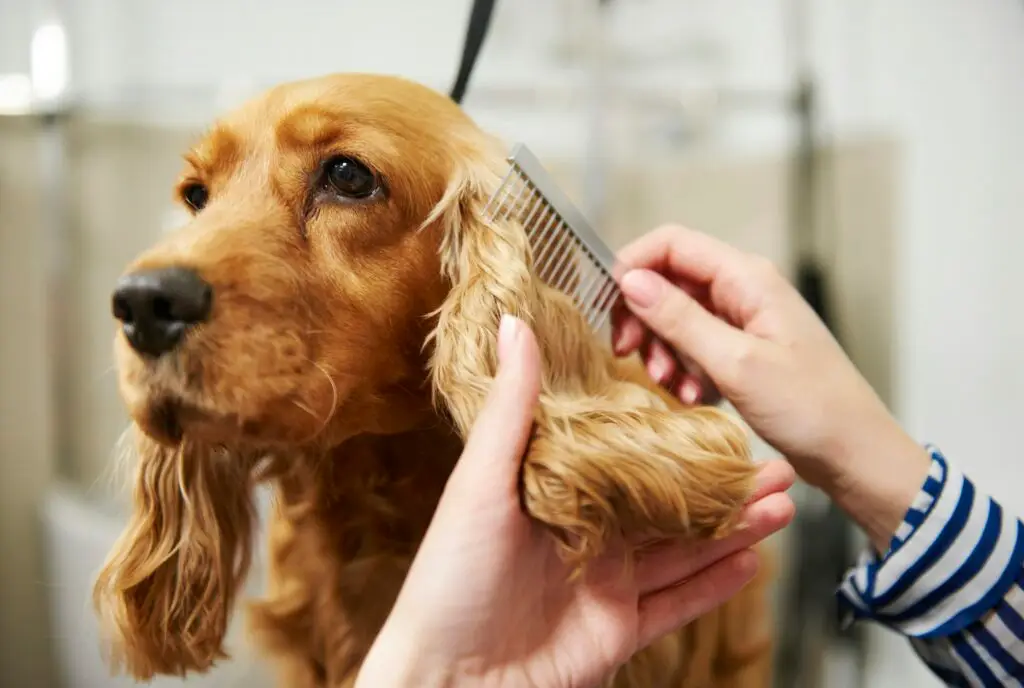 Kedi ve Köpekler İçin Traş Rehberi